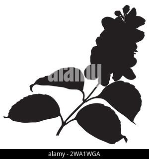 Blooming Philadelphus virginal or jasmine twig silhouette, botanical vector illustration. Stock Vector