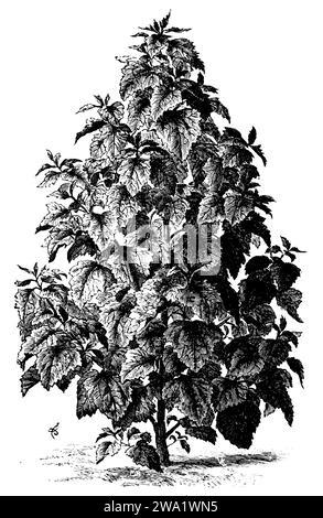 tree spinach, Chenopodium giganteum,  (printing pattern book, 1911), Baumspinat, Chenopodium giganteum Stock Photo