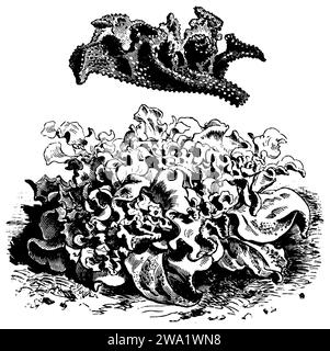 Mesembryanthemum crystallinum, Mesembryanthemum crystallinum,  (printing pattern book, 1911), Eiskraut, ficoïde glaciale Stock Photo