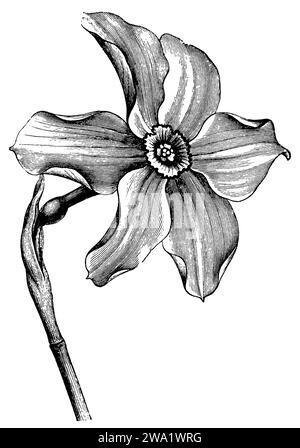 poet's narcissus, Narcissus poeticus,  (botany book, 1899), Weiße Narzisse, Narcisse des poètes Stock Photo