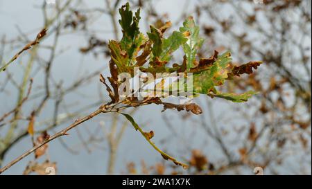 Dried leaves on a tree branch in autumn Stock Photo
