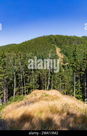 Beautiful green yellow and blue landscape of layers of hills and mountains full of high and green trees Stock Photo