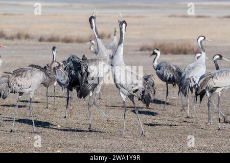 group of common crane dancing, Grus grus, Gallocanta Lagoon, Aragon, Spain Stock Photo