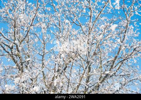 Snow covered tree. Stock Photo