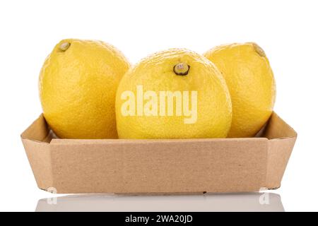 Three bright yellow organic lemons in a paper plate, macro, isolated on white background. Stock Photo