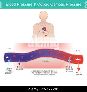 Blood Pressure & Osmotic Pressure. The relationship of blood pressure and colloid osmotic pressure in human blood vessel. Stock Vector
