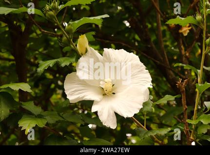 White Rose Blossom Against Dark Green Leaves of Shrub Stock Photo