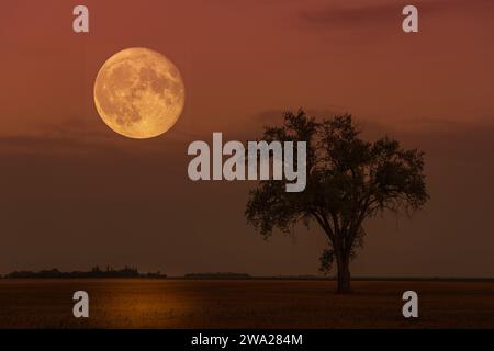 The supermoon rise at the lone tree on the prairies at Myrtle, Manitoba, Canada. Stock Photo
