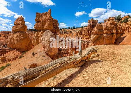 Dead tree in front of hoodoos in the Bryce Canyon National Park Stock Photo