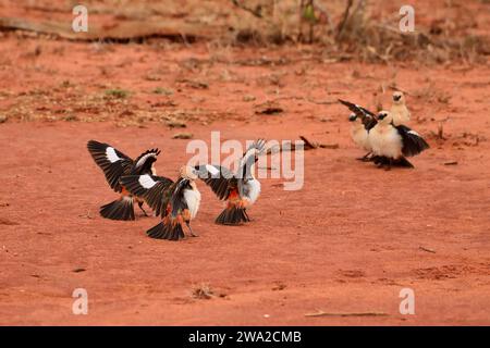 Beautiful colorful Birds in the Tsavo East, Tsavo West and Amboseli National Park in Kenya Stock Photo