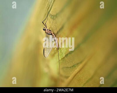 Leptophlebia marginata, the sepia dun, Mayfly at rest with wings held upright above thorax on grainy wooden surface Stock Photo