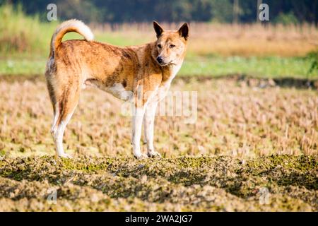 Close up of street dog is runing in natural environment. Stock Photo