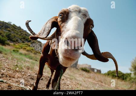 A curioius goat with crazy eyes and curly horns looks into the camera in Turkey Stock Photo