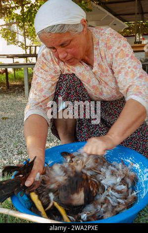 Old woman plucks the feathers from a chicken near Saklikent, Turkey Stock Photo