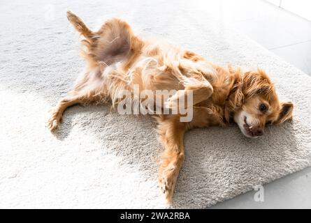 A brown Spaniel mongrel dog lies  on a white carpet in a living room and looks up Stock Photo