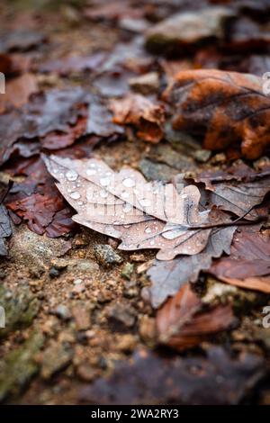 Autumn oak leaf with dewdrops on the forest floor in the Black Forest Stock Photo