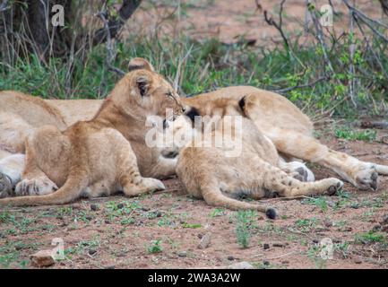 Various Wildlife at Kruger National Park - South Africa Stock Photo