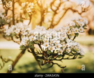 Blooming apple tree branch with large white flowers.Beautiful natural seasonsl background with apple tree's flowers. Stock Photo