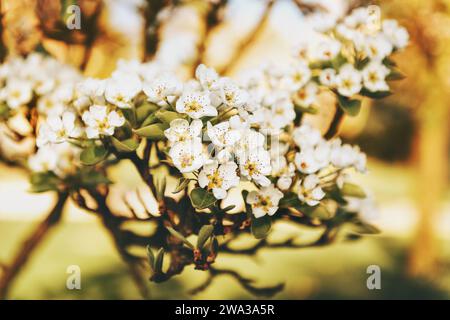 Blooming apple tree branch with large white flowers.Beautiful natural seasonsl background with apple tree's flowers. Stock Photo