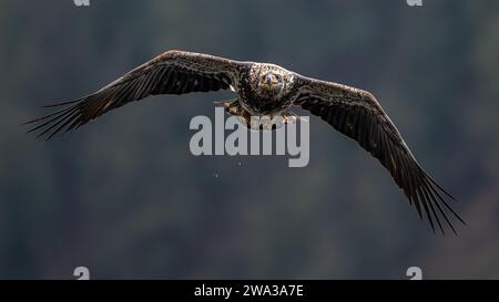 Bald Eagle (Haliaeetus leucocephalus) in Flight Stock Photo