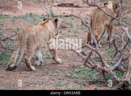 Various Wildlife at Kruger National Park - South Africa Stock Photo
