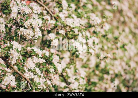 Blooming apple tree with large white flowers.Beautiful natural seasonsl background with apple tree's flowers. Stock Photo