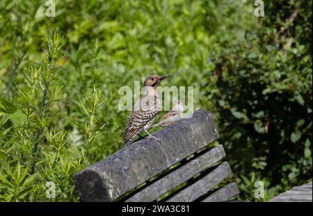 male northern yellow-shafted flicker, an American, migrating woodpecker, perched on a bench next to a sparrow surrounded by green Spring foliage Stock Photo