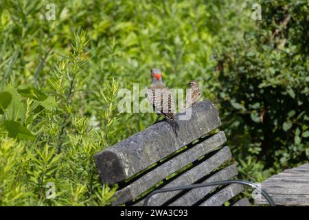 back of a male northern yellow-shafted flicker, an American, migrating woodpecker, on a bench next to a sparrow, red triangle on nape in clear view Stock Photo