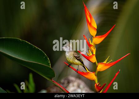 Yellow-bellied Elaenia perched ona orange flower Stock Photo