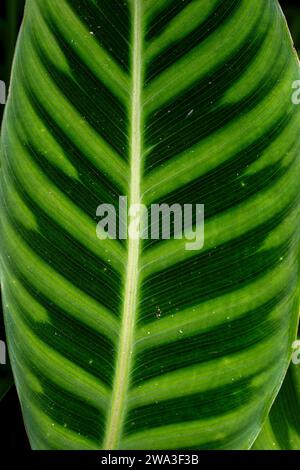 Green tiger leaf Stock Photo