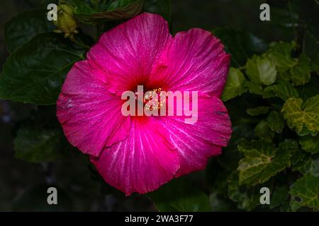 Big red hibiscus flower close up Stock Photo