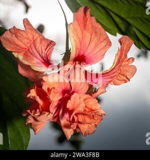 Orange hibiscus flower with backlight Stock Photo