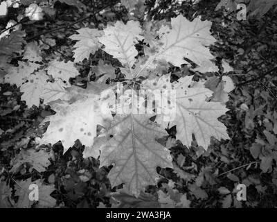 autumn black and white leaves close-up - horizontal autumn postcard, horizontal wallpaper Stock Photo