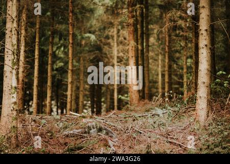 Fresh forest in early spring, nature background Stock Photo