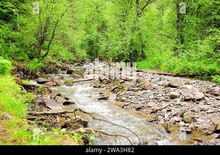 A narrow and shallow river in a rocky channel and banks, flows down from the mountains in a stormy stream through the summer morning forest after rain Stock Photo