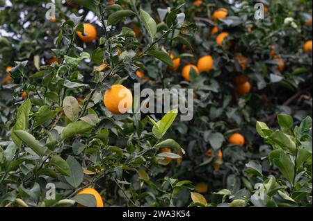 Organic lemon fruits on the branch. Stock Photo