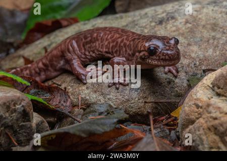 California giant salamander (Dicamptodon ensatus) one of the largest ...