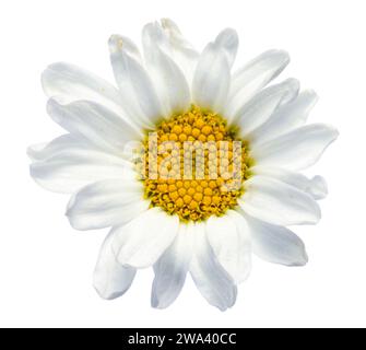 Daisy Flower Top View Cut Out on White. Stock Photo