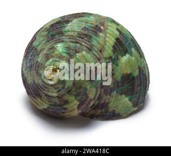 Green Snail Shell Cut Out on White. Stock Photo