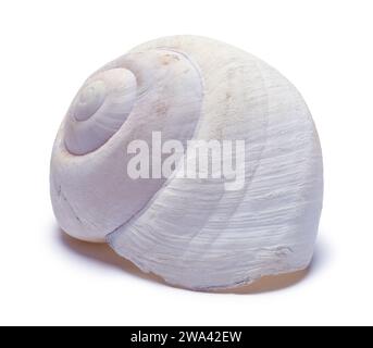 Nautilus Sea Shell Front  Cut Out on White. Stock Photo