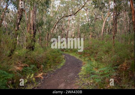 Walking trail to Whalers Point Lookout from Sawpit Free Campground in Portland on the Great Ocean Road, Victoria, Australia. Stock Photo