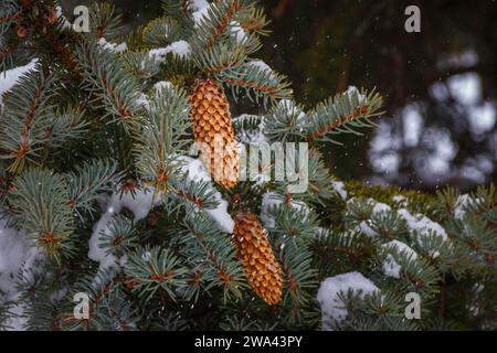 Blue Spruce Branches with Cones Covered in Fresh Snow in Hamilton, Ontario Stock Photo