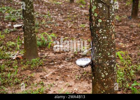 Natural latex extracted from rubber tree in plantation forest. Stock Photo