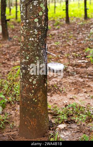 Natural latex extracted from rubber tree in plantation forest. Stock Photo