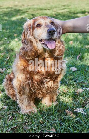 Beautiful American Cocker Spaniel enjoys a leisurely stroll through a green park while his owner lovingly pets him. The dog looks content in the beaut Stock Photo