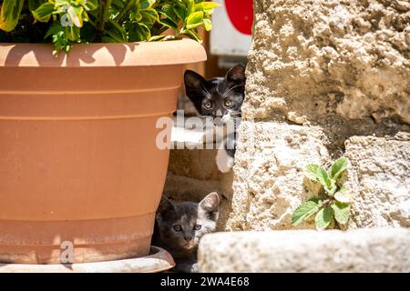 Cute stray kittens looking at the camera Stock Photo