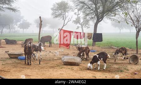 A scenic view of goats peacefully standing in a meadow adorned with dew covered grass and morning mist. Stock Photo