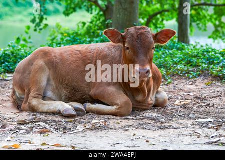 A resting cow in the countryside Stock Photo
