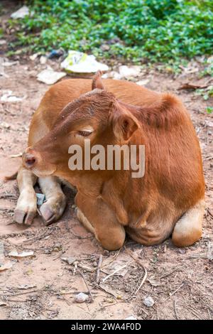 A resting cow in the countryside Stock Photo