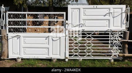 Rustic fence made from old  white doors Stock Photo